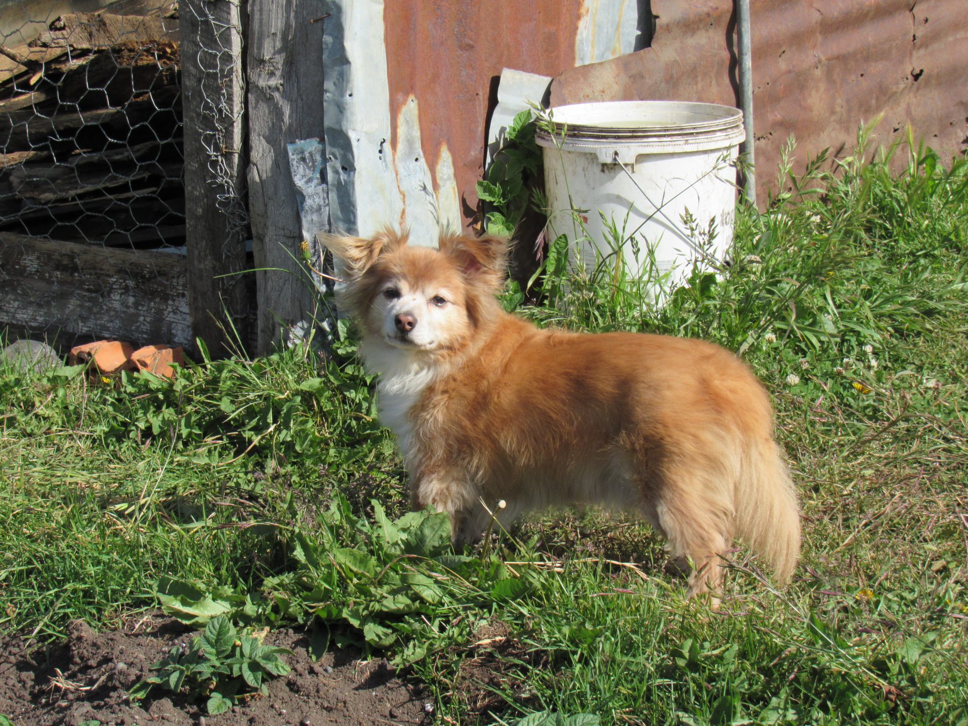 Choco recorriendo la casa de la abuela